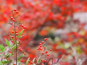 Close-up of red berries growing on tree