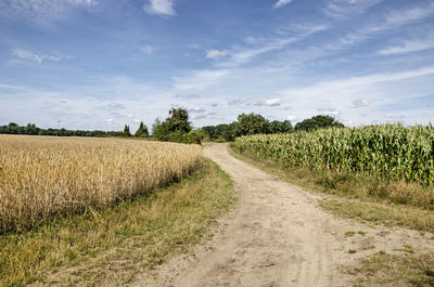 Meandering dirt road between a field of corn and a field of wheat near münster, germany