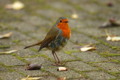 Close-up of a bird perching on ground