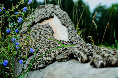 Close-up of moss growing on rock