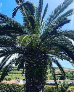 Low angle view of palm trees against sky