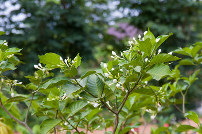 Close-up of fresh green leaves