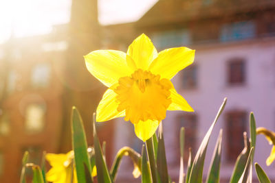 Close-up of yellow flower blooming outdoors