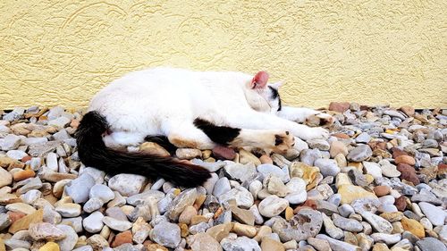 View of an animal sleeping on rock