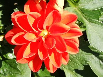 Close-up of red flowering plant