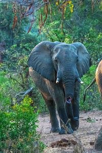 Close-up of elephant in forest