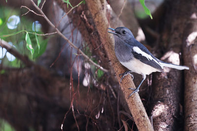 Close-up of bird perching on branch