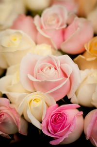 Close-up of pink roses