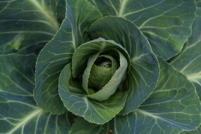 Full frame shot of green leaf
