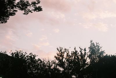 Low angle view of silhouette trees against sky