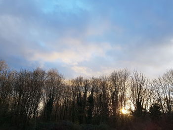 Low angle view of bare trees against sky