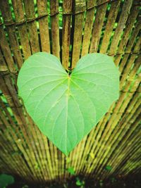 Close-up of green leaves