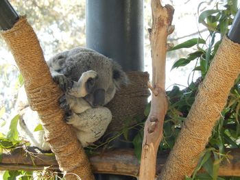 Close-up of tree trunk