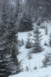 Trees on snow covered field in forest