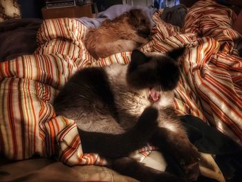 Close-up of dog relaxing