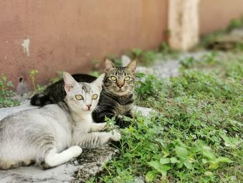 Portrait of tabby cat on plants