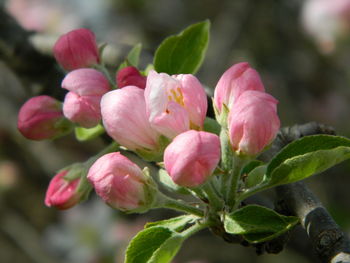 Close-up of pink flowering plant