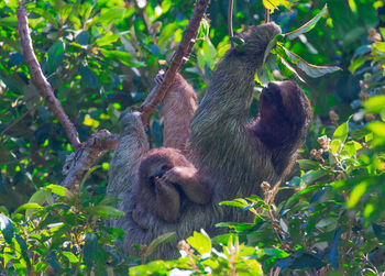 Monkeys in a forest