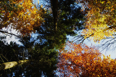 Low angle view of trees against sky