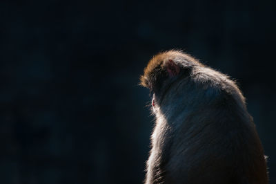 Monkey against blurred background