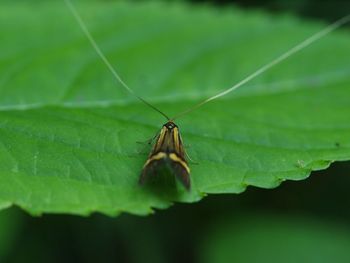 Close-up of butterfly on leaf