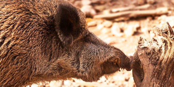 Close-up of pig