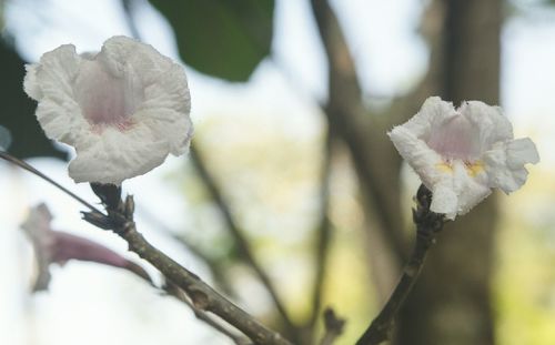 Close-up of flower blooming on tree