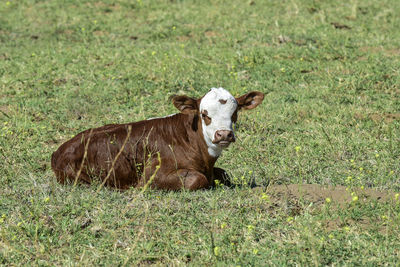 Close-up of a pig on field