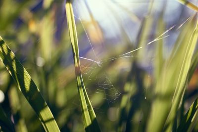 Close-up of spider web on grass