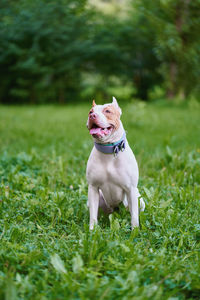 American pitbull terrier sitting on grass in park and looking around with tongue out