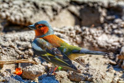 Close-up of bird perching on rock