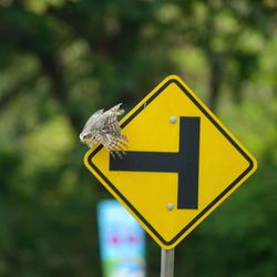 Close-up of a yellow arrow sign