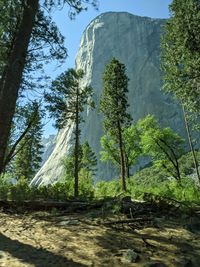 Low angle view of trees on mountain against sky