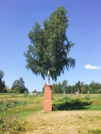 Tree on field against sky