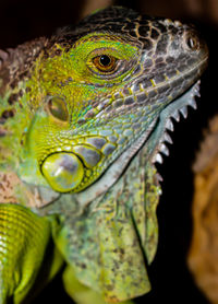 Close-up of iguana