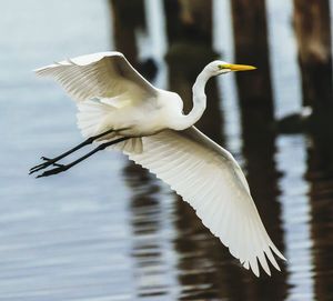 Close-up of birds flying over lake