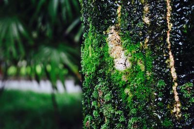 Close-up of moss growing on tree trunk