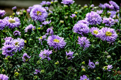 Close-up of purple flowering plants on field