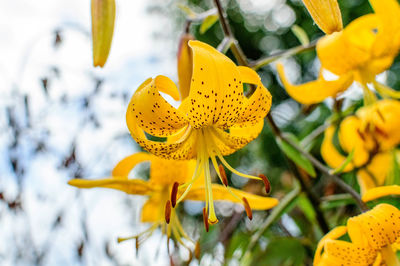 Close-up of yellow flower