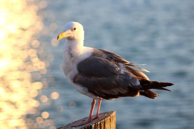 Close-up of seagull perching on sea shore