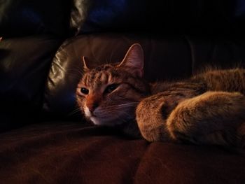 Close-up of cat lying on sofa