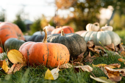 Close-up of pumpkins on field