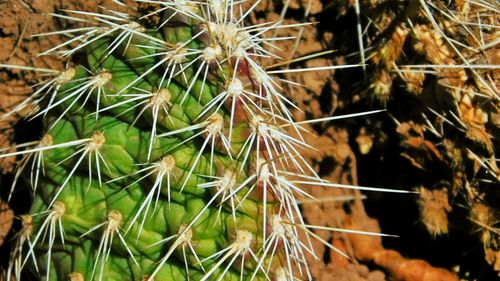 Close-up of cactus plant on field