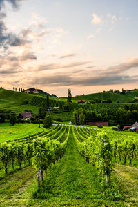 Scenic view of agricultural field against sky during sunset