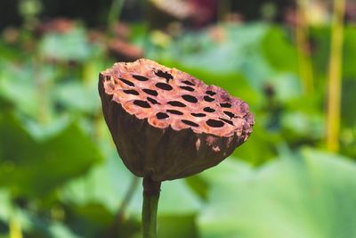 Close-up of lotus water lily