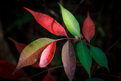 Close-up of maple leaf