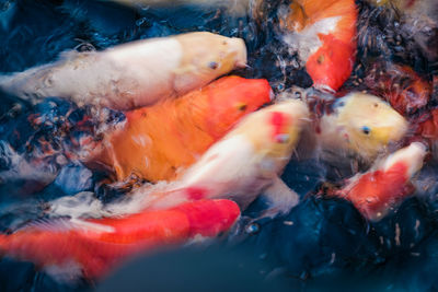 Close-up of koi carps swimming in sea