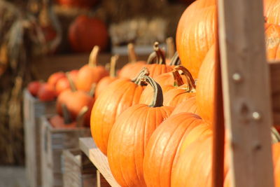 Close-up of pumpkins for sale