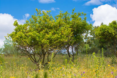 Scenic view of flowering trees on field against sky