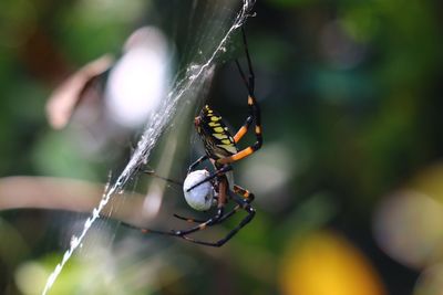 Close-up of spider on web